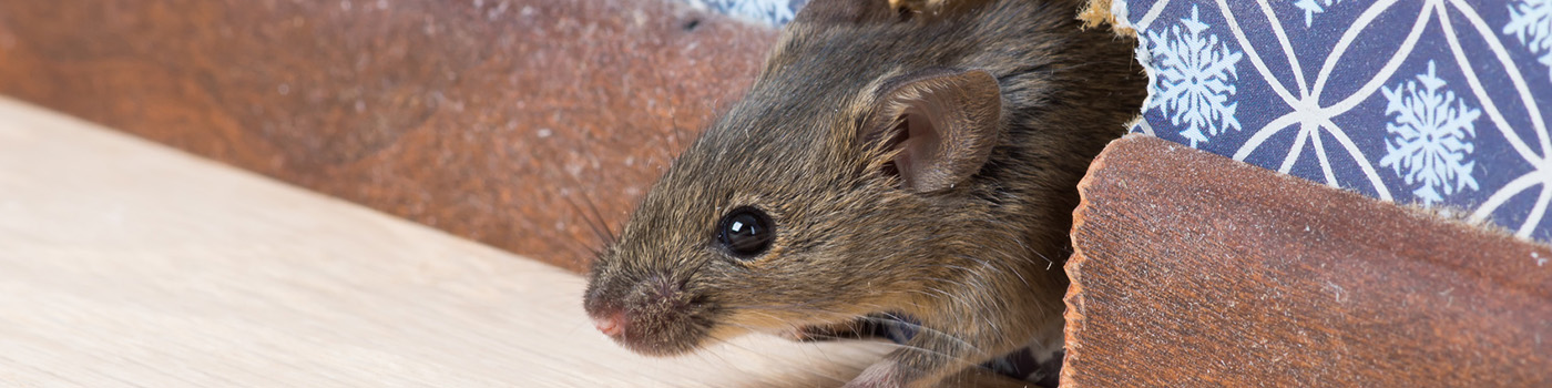 Five Things That Mice Can Do To Homes