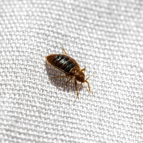 Absolute Pest _bed_bug_control