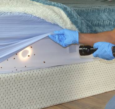 Bed Bug <br> Heat Treatment