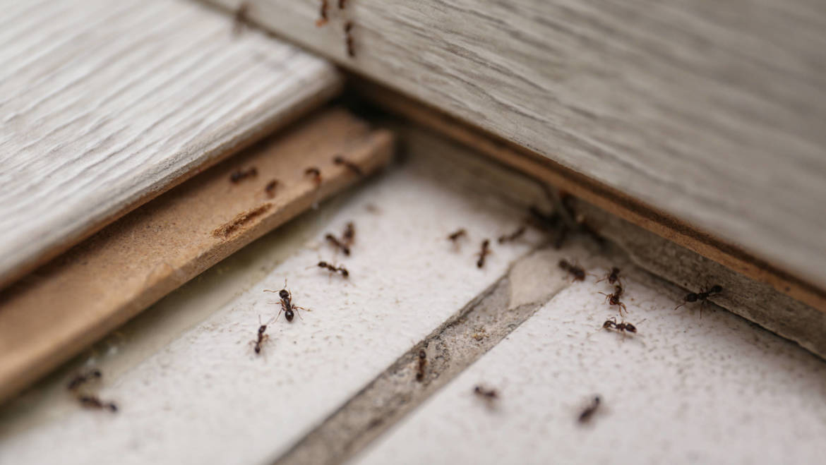 Is It Time For An Ant Exterminator?