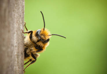 FAQs: Insight From A Bee Exterminator
