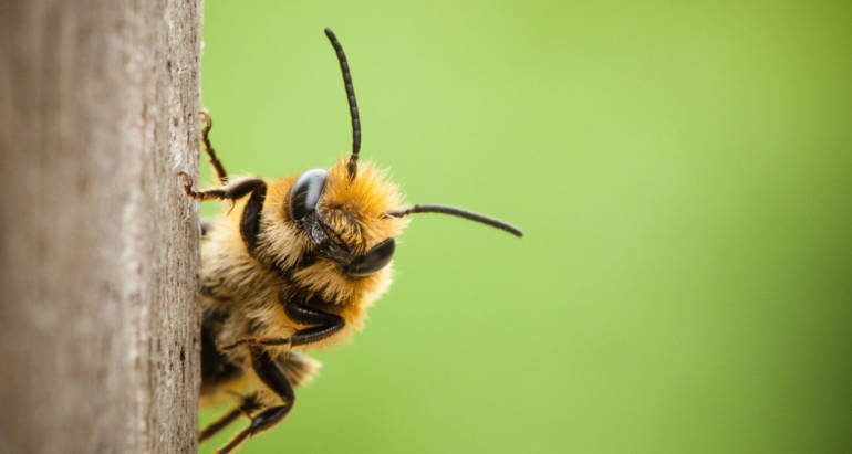 FAQs: Insight From A Bee Exterminator